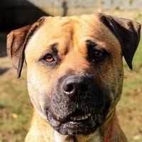 THAY, chien à adopter