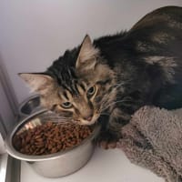 Ali (En cours d'adoption), chat à adopter