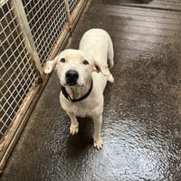 NAYA, chienne à adopter