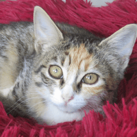Adora, chatte à adopter