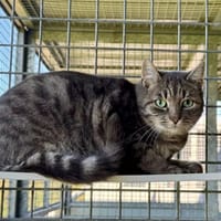 CHAGRI, chat à adopter
