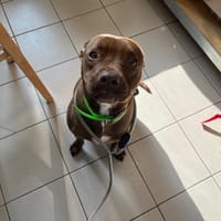 LAYA, chienne à adopter
