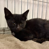 GERALD, chat à adopter