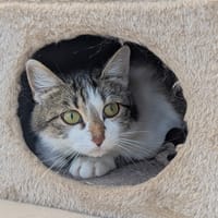 AQUARELLE, chatte à adopter