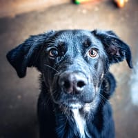OUBA, chien à adopter