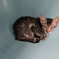 VEGAS, chatte à adopter