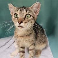 VALIA, chatte à adopter