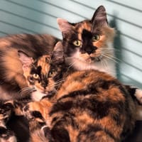 Muscade CAB4550, chatte à adopter