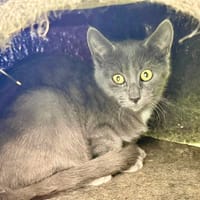 JIM, chat à adopter