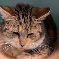 Tigra CAB4666, chatte à adopter