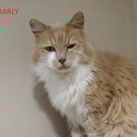 Charly, chat à adopter