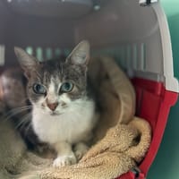 ASHKA, chatte à adopter