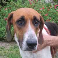 ANGLADE, chien à adopter