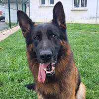 TIPEX, chien à adopter