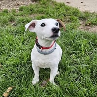 PEPITO, chien à adopter