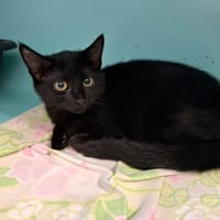 AMAZONE, chatte à adopter