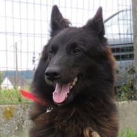 FARO, chien à adopter