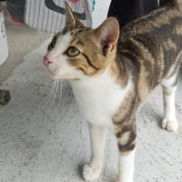 VIKING, chat à adopter
