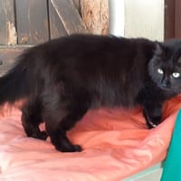 Isis, chatte à adopter