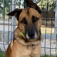 WALKER (réservé), chien à adopter