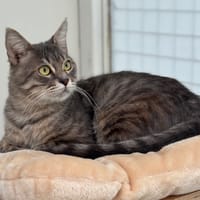 Toad CAB4588, chat à adopter