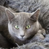 CLOVER, chatte à adopter