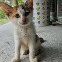 VIOLA, chatte à adopter