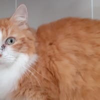 Chacha, chatte à adopter