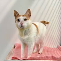 Dudulle, chat à adopter