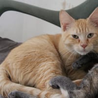 ENZO, chatte à adopter
