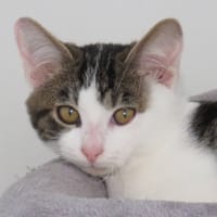 CLOVIS, chat à adopter