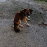 REDJI, chien à adopter