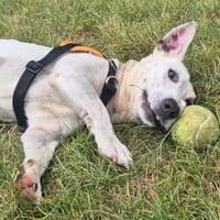 BURGER, chien à adopter