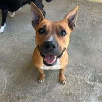 Kenza, chienne à adopter