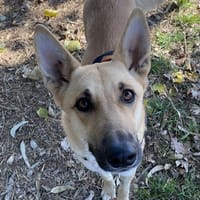 HINA (Réservée), chienne à adopter