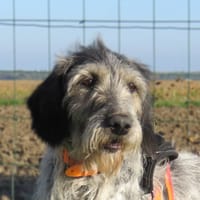 JUDIE, chienne à adopter