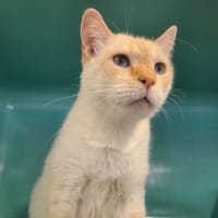 Bouddha, chat à adopter