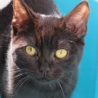 LYSI, chatte à adopter