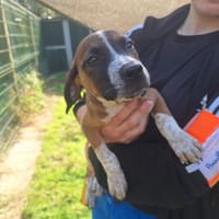 AZALEE (réservé), chienne à adopter