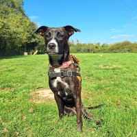 PATTITA (réservée), chienne à adopter