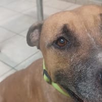 INKA, chienne à adopter