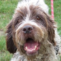 JADE, chienne à adopter