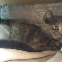 NESTABIS (réservée), chatte à adopter