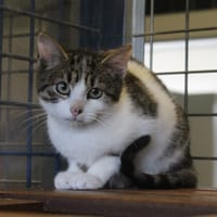 Buck, chat à adopter