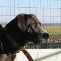 SHANA, chienne à adopter