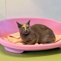 MYA, chatte à adopter