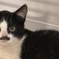 DJINN, chat à adopter