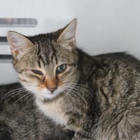 DALIDA, chatte à adopter