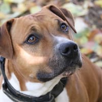 FALCKO, chien à adopter