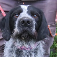 DROOPY, chien à adopter